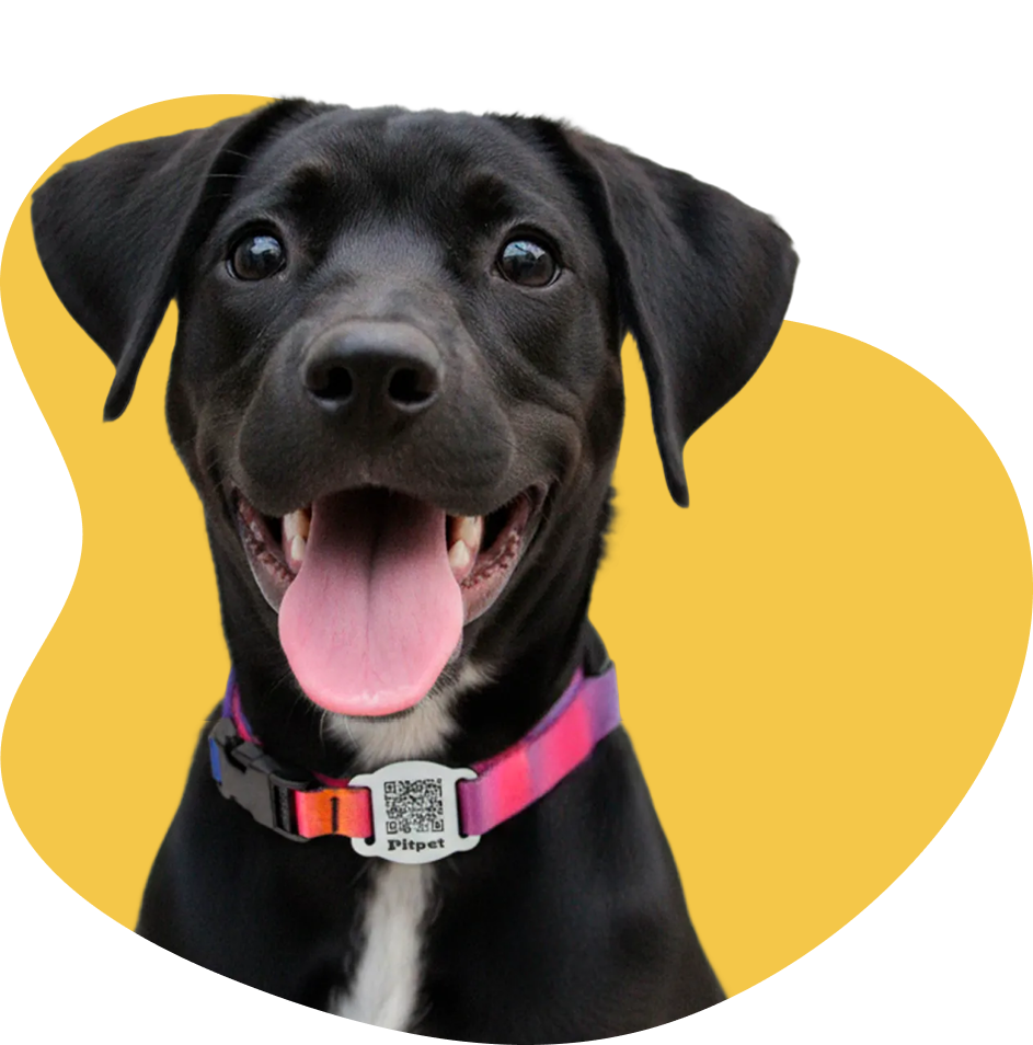 Cachorro com coleira Pitpet